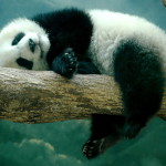 Odpočívající panda