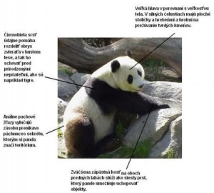 panda---original