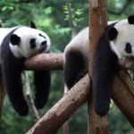 Panda velká  Zoo Praha.